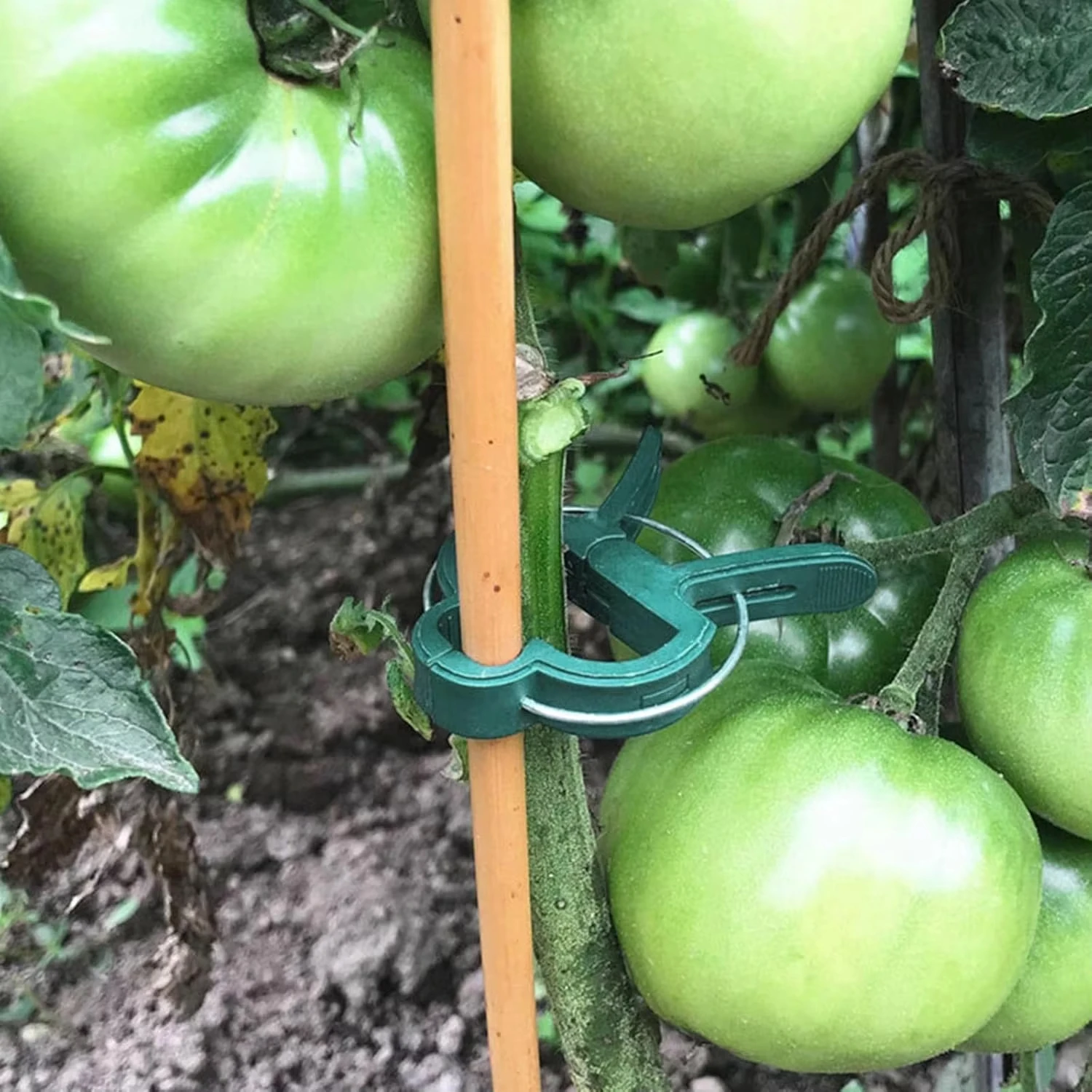 คลิปยึดต้นไม้แบบใช้ซ้ำได้ สำหร - Vine Climbing Plastic บทวิจารณ์และราคา