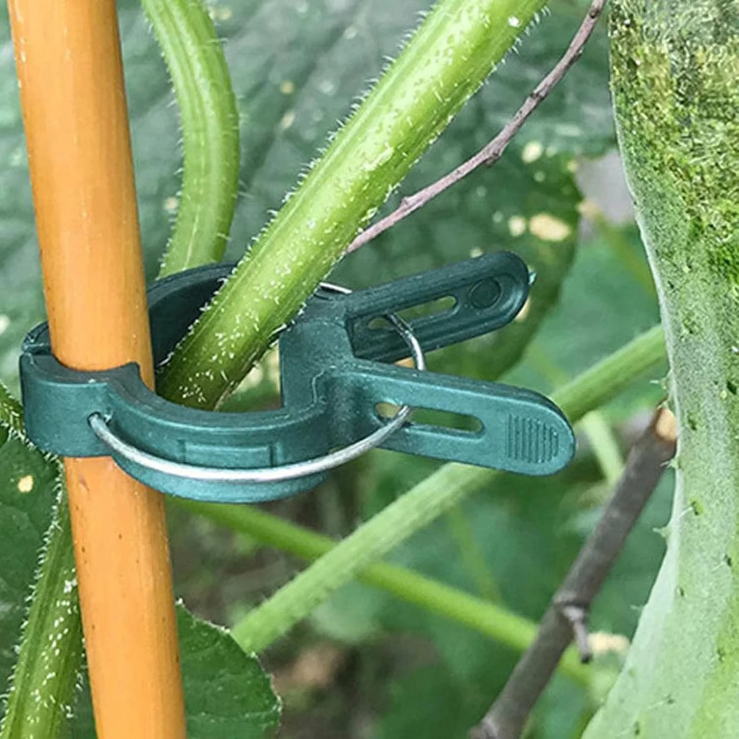 คลิปยึดต้นไม้แบบใช้ซ้ำได้ สำหร - Vine Climbing Plastic บทวิจารณ์และราคา